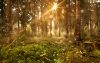 Sun,Shines,Into,Forest